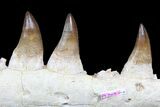 Massive, Mosasaur (Prognathodon) Jaw - With Huge Bite Mark! #77913-1
